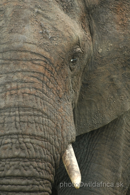 puku rsa 201.jpg - Kruger Elephant